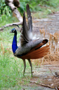 burung-merak 35 senarai